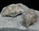 Pair Of Fossil Brachiopods (Platystrophia) - Indiana #26001-3